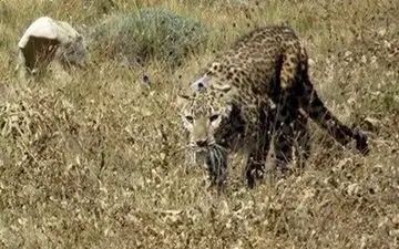 حمله یوزپلنگ به یک بشاگردی