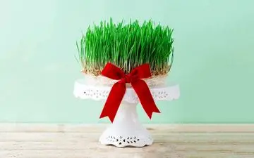 سبزه عید در 2 روز! ترفندهای کاشت سبزه فوری برای عید