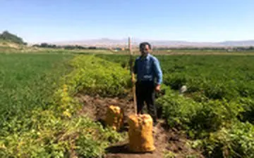 بحران جدید سیب زمینی در راه است؟