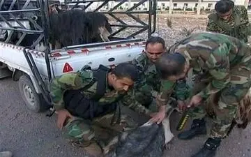 گوسفندهای تروریست!