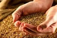  رسمی | قیمت خرید تضمینی گندم اعلام شد 
