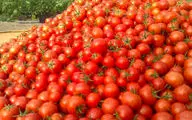 قیمت جدید گوجه فرنگی در بازار اعلام شد