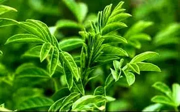 تقویت سیستم ایمنی بدن با مصرف «شیرین بیان»