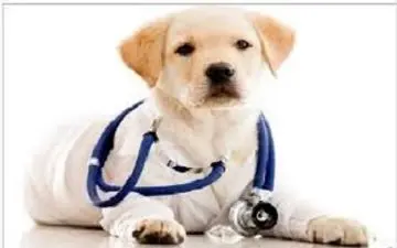 تشخیص بیماری توسط سگ ها + فیلم