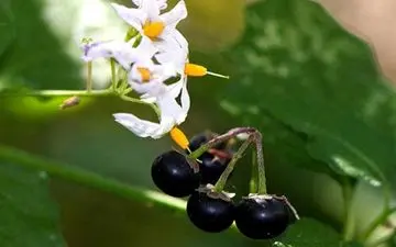 شابیزک؛ از تسکین درد تا درمان پارکینسون