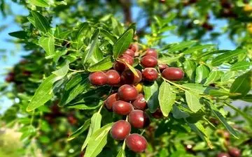 خواص عناب برای پیشگیری از سرماخوردگی