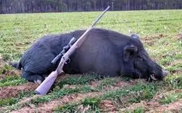 شکارچی گراز به دام افتاد