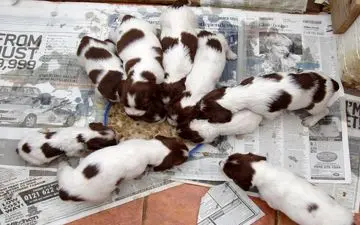 دوربین مداربسته اقدام عجیب یک زن با ۷ توله سگ را لو داد