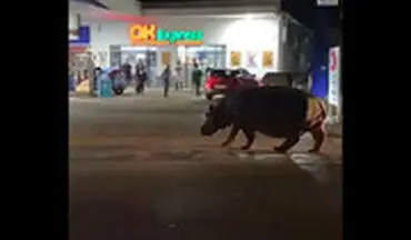 مردم شوک زده از تماشای یکباره اسب آبی بزرگ در وسط خیابان!