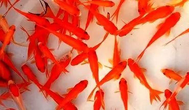 احتمال انتقال بیماری‌های مشترک از ماهیان قرمز به انسان
