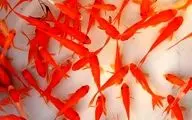 احتمال انتقال بیماری‌های مشترک از ماهیان قرمز به انسان