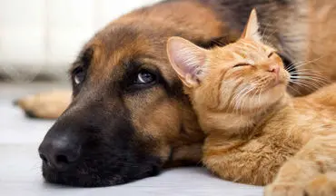 مهربانی بی‌حد و مرز: سگ فداکار جان گربه را نجات می‌دهد!