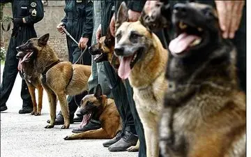 سگ های زنده یاب به علت حرارت زیر آوار دچار سوختگی شدند/چه بر سر آتش نشانانمان امده؟