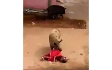 حمله مرگبار دو خوک خشمگین به زن 60 ساله + تصاویر 