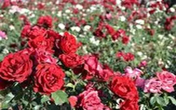 تولید گل رز در دل کویر 