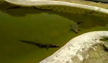 مزرعه تکثیر و پرورش تمساح در چابهار