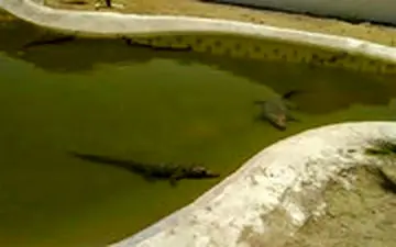 مزرعه تکثیر و پرورش تمساح در چابهار