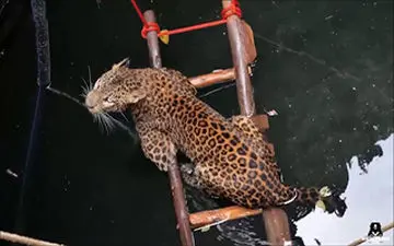 نجات یک پلنگ از چاه سی متری + فیلم 