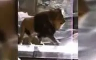 حمله شیر دست آموز به مربی‌اش در باغ وحش