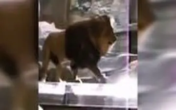 حمله شیر دست آموز به مربی‌اش در باغ وحش