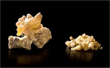 با خواص بی‌نظیر ترنجبین آشنا شوید