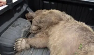 کشتن بی رحمانه یک خرس در حال انقراض در ارومیه/ حاوی تصاویر دلخراش