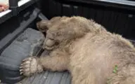 کشتن بی رحمانه یک خرس در حال انقراض در ارومیه/ حاوی تصاویر دلخراش