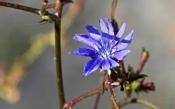 گنجینه‌ای از ویتامین‌ها؛ کاسنی، معجزه‌ای برای سلامتی!
