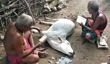 مرگ یک گاو به دلیل استفاده از جادوگر به جای دامپزشک + فیلم 