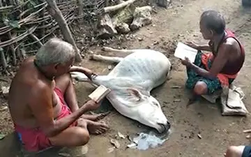 مرگ یک گاو به دلیل استفاده از جادوگر به جای دامپزشک + فیلم 