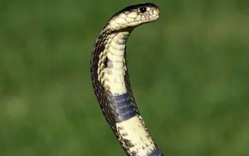  مرگ دختر بچه با خوردن شیر سمی مادرش