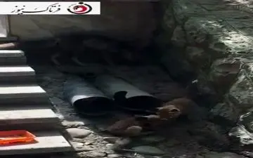 
اختصاصی/گردش دسته جمعی روباه‌ها در شهرک امید تهران