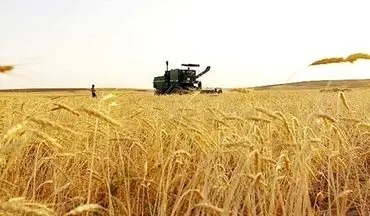 مدیر جهاد کشاورزی اندیمشک:
۱۹۴ هکتار از گندمزارهای اندیمشک طعمه حریق شدند