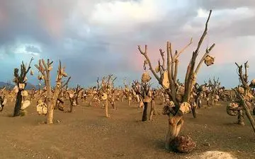 هولناک ترین باغ ایرانی: باغ سنگی سیرجان