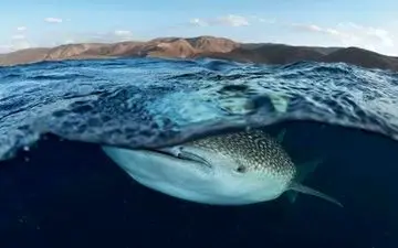 کوسه غول آسا در هرمزگان از مرگ نجات یافت 