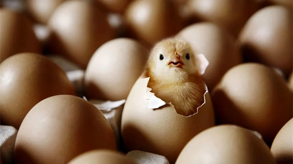 کاهش شدید قیمت تخم مرغ + قیمت جدید
