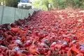 سفر شگفت‌انگیز هزاران خرچنگ قرمز در جزایر استرالیا + ویدئو