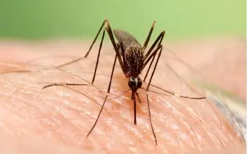  هشدار تب‌ دنگی؛ ۶۳ مورد جدید به تب دنگی مبتلا شدند + ویدئو