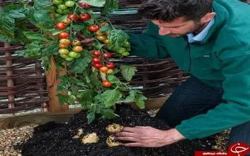 گیاهی که همزمان دو میوه متفاوت می‌دهد +فیلم 