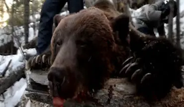 کشتن یک خرس هنگام خواب زمستانی برای سرگرمی توسط یک فرماندار + فیلم