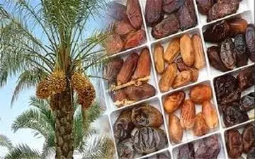  خرما و خواص اعجاب انگیز آن