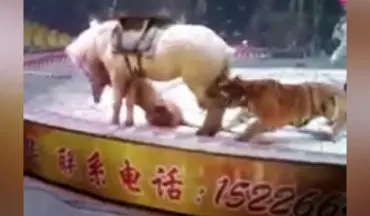 حمله وحشتناک ببر به اسب در سیرک