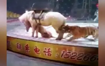 حمله وحشتناک ببر به اسب در سیرک