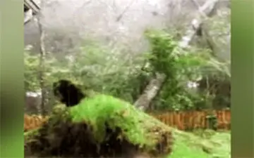 لحظه سقوط درخت تنومند بر اثر وقوع طوفان + فیلم