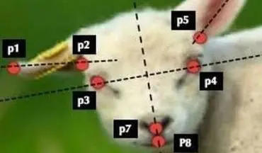  ساخت نرم‌افزار رایانه ای که درد حیوانات اهلی را تشخیص می‌دهد