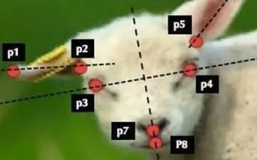  ساخت نرم‌افزار رایانه ای که درد حیوانات اهلی را تشخیص می‌دهد