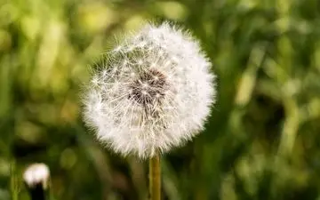 خداحافظی با شوره و ریزش مو با دم‌کرده قاصدک