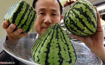 هندوانه‌های 100 میلیون تومانی!+عکس