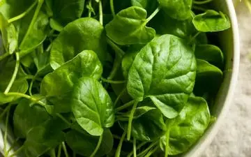 سالم‌ترین ماده غذایی جهان کدام است؟