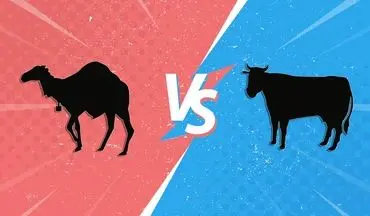 شیر شتر یا گاو: کدام برای سلامتی بهتر است؟